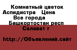 Комнатный цветок Аспидистра › Цена ­ 150 - Все города  »    . Башкортостан респ.,Салават г.